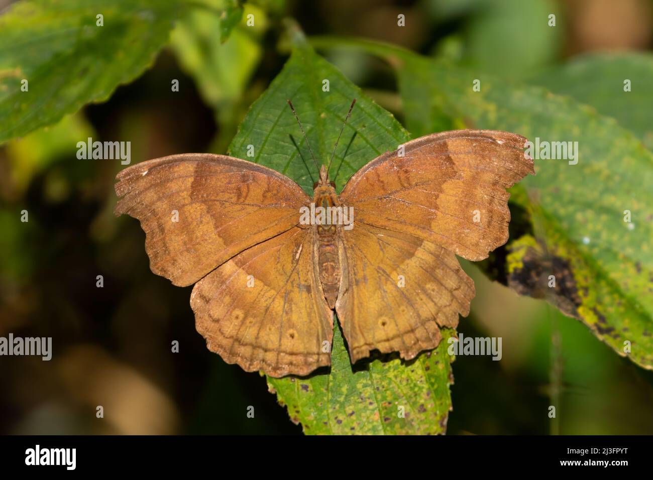 Selective focus image of a butterfly called the Junonia Iphita or chocolate pansy Stock Photo