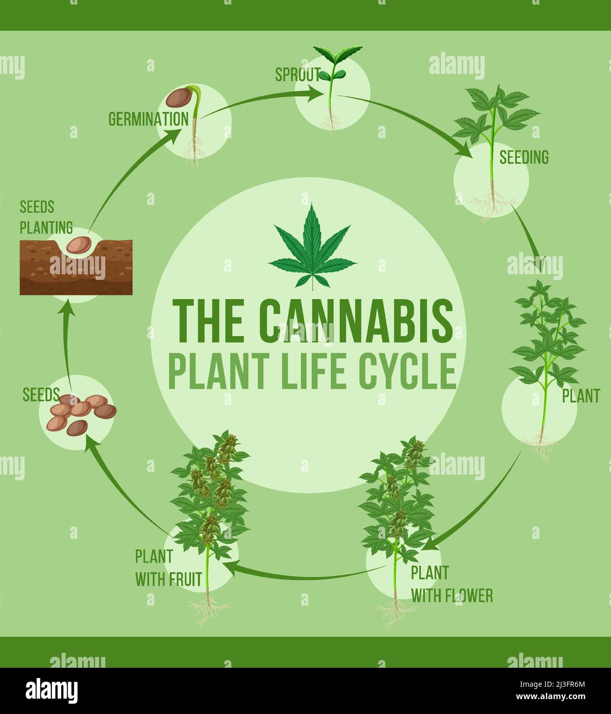 Cannabis plant life cycle illustration Stock Vector Image & Art - Alamy