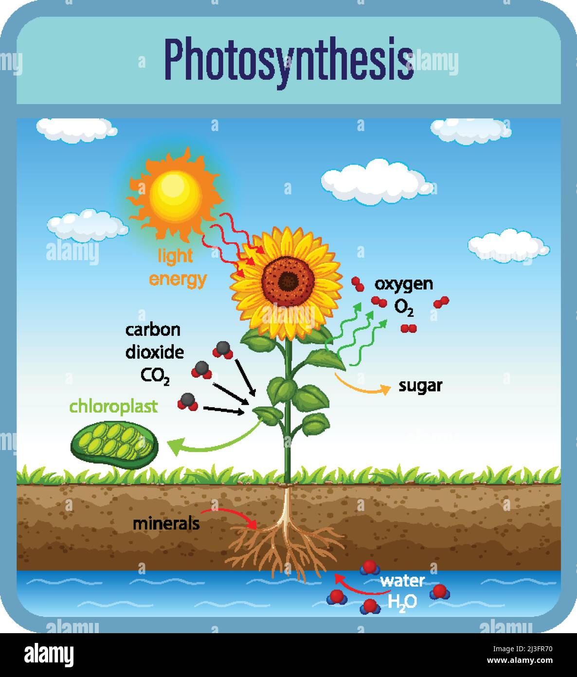 Diagram showing process of photosynthesis with plant and cells