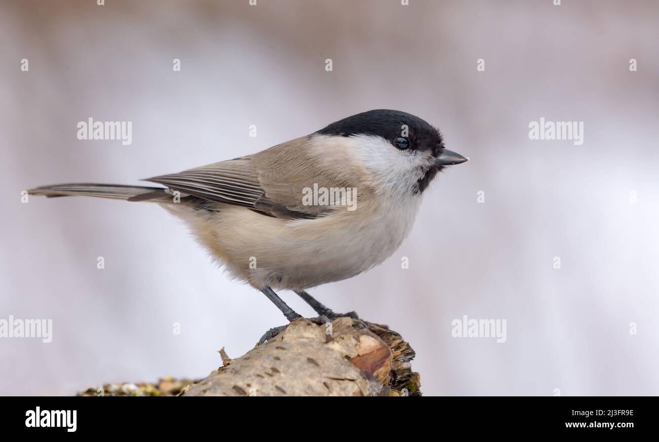 Adult Marsh Tit (Poecile palustris) nice perched on small branch with clean winter background Stock Photo