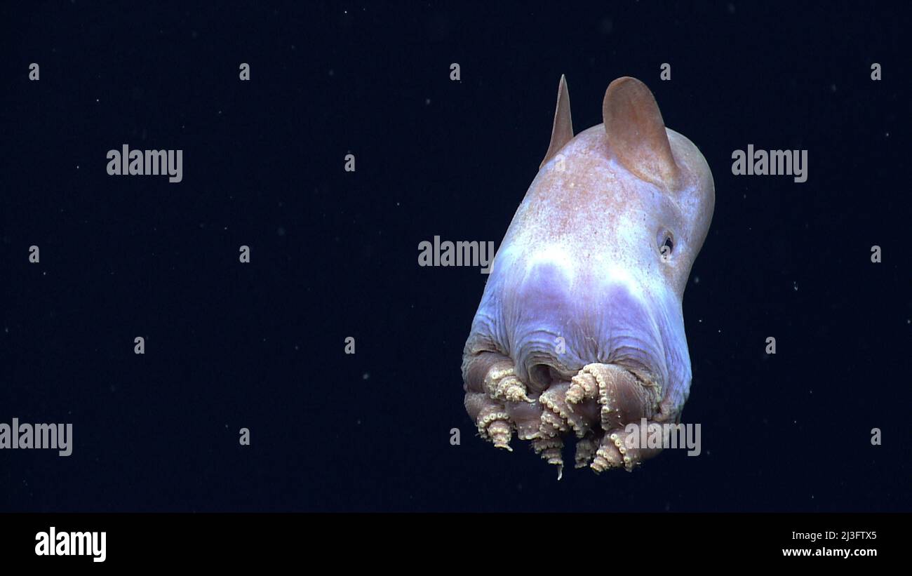Dumbo Octopus (Grimpoteuthis sp.) Image courtesy of NOAA OKEANOS EXPLORER Program, Gulf of Mexico 2014 Expedition Stock Photo