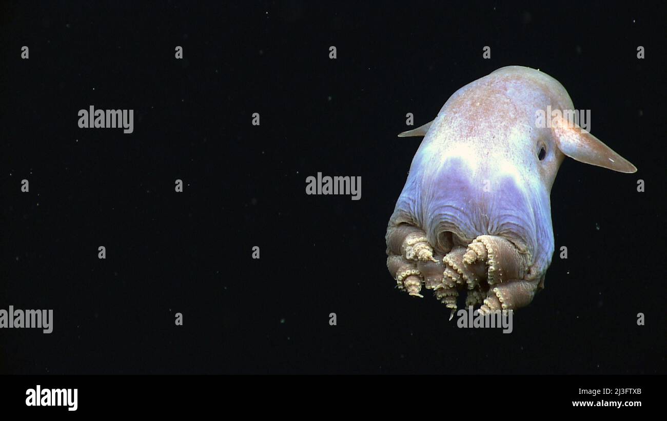 Dumbo Octopus (Grimpoteuthis sp.) Image courtesy of NOAA OKEANOS EXPLORER Program, Gulf of Mexico 2014 Expedition Stock Photo