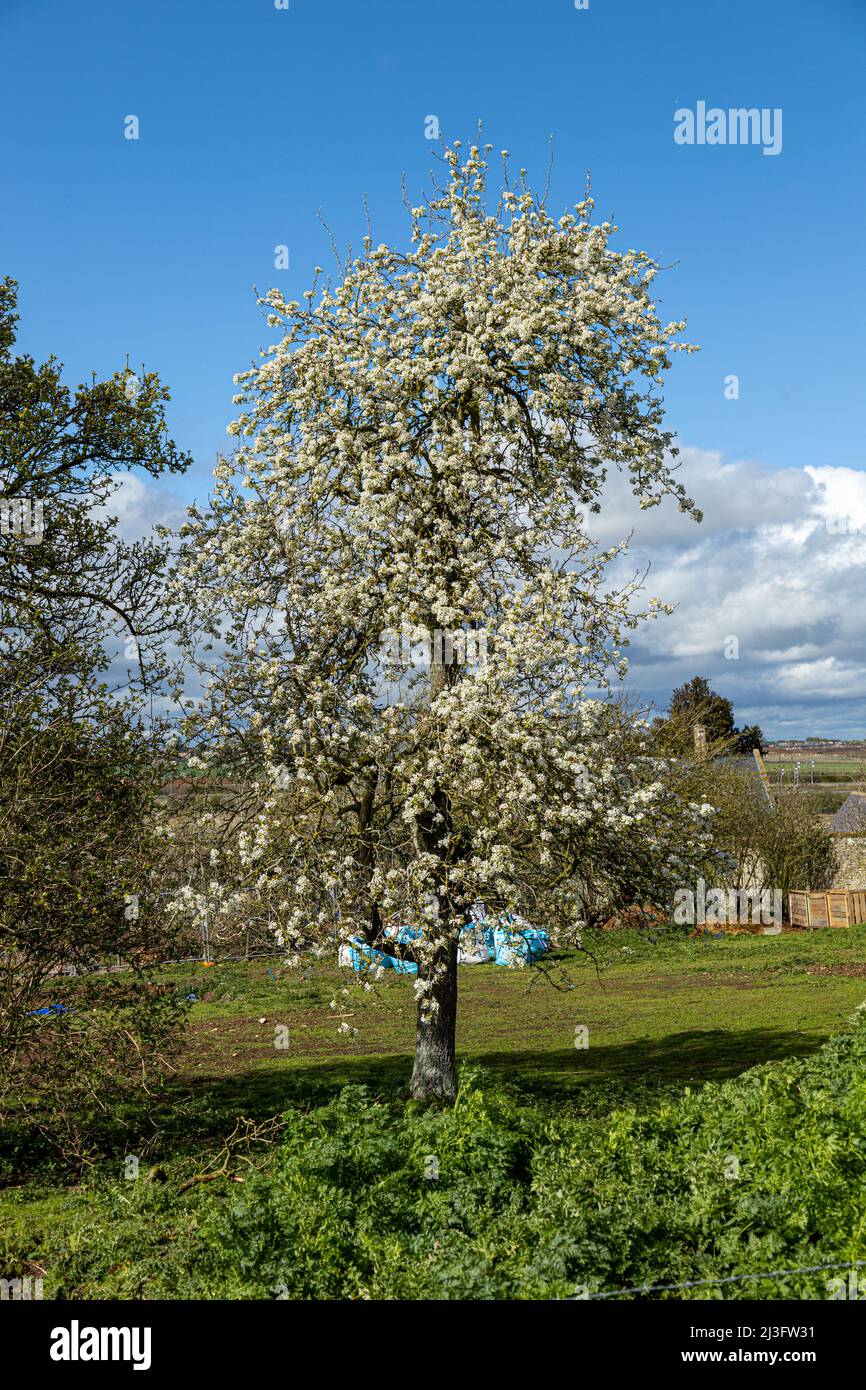 A lone hawthorn at Chester House Estate Stock Photo