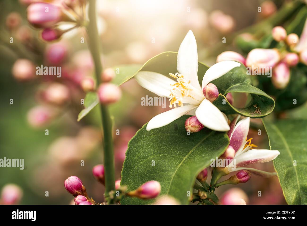 Macro photography of close up, pink and white citrus tree blossoms. High quality photo Stock Photo