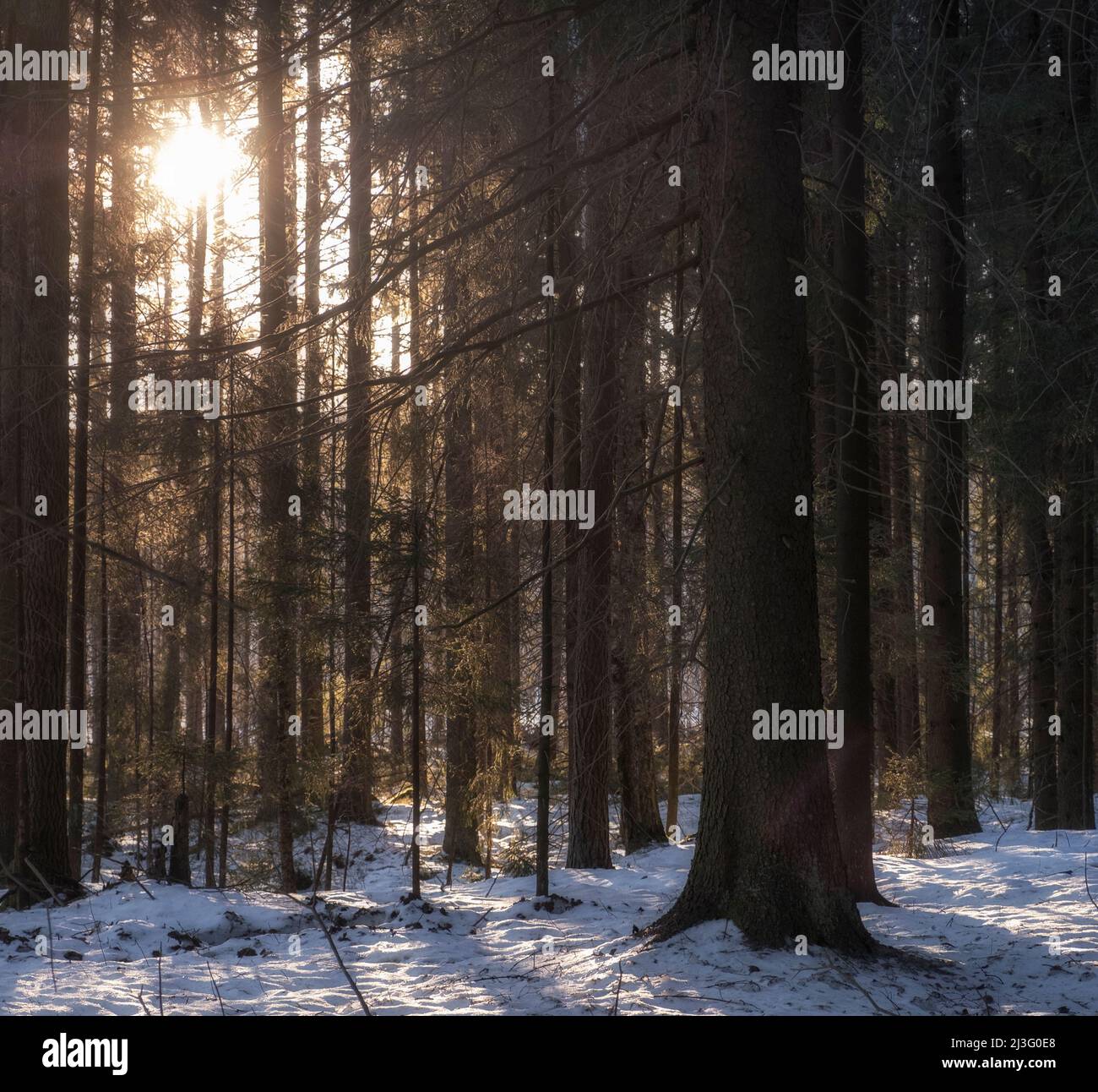 awakening of nature, sunny day in forest in early spring in March Stock ...