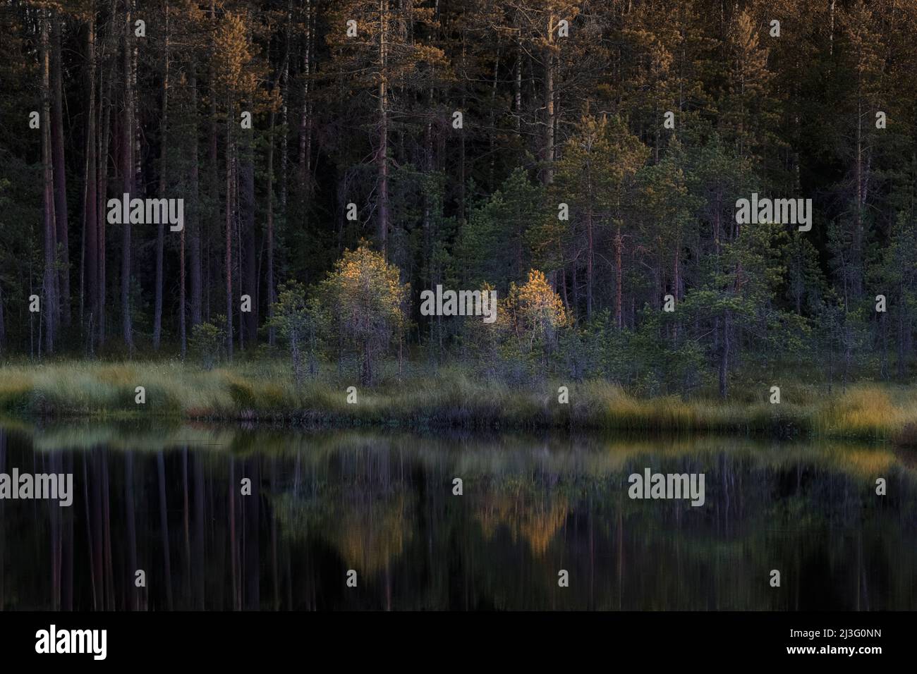 pine forest by the lake in evening autumn Stock Photo - Alamy