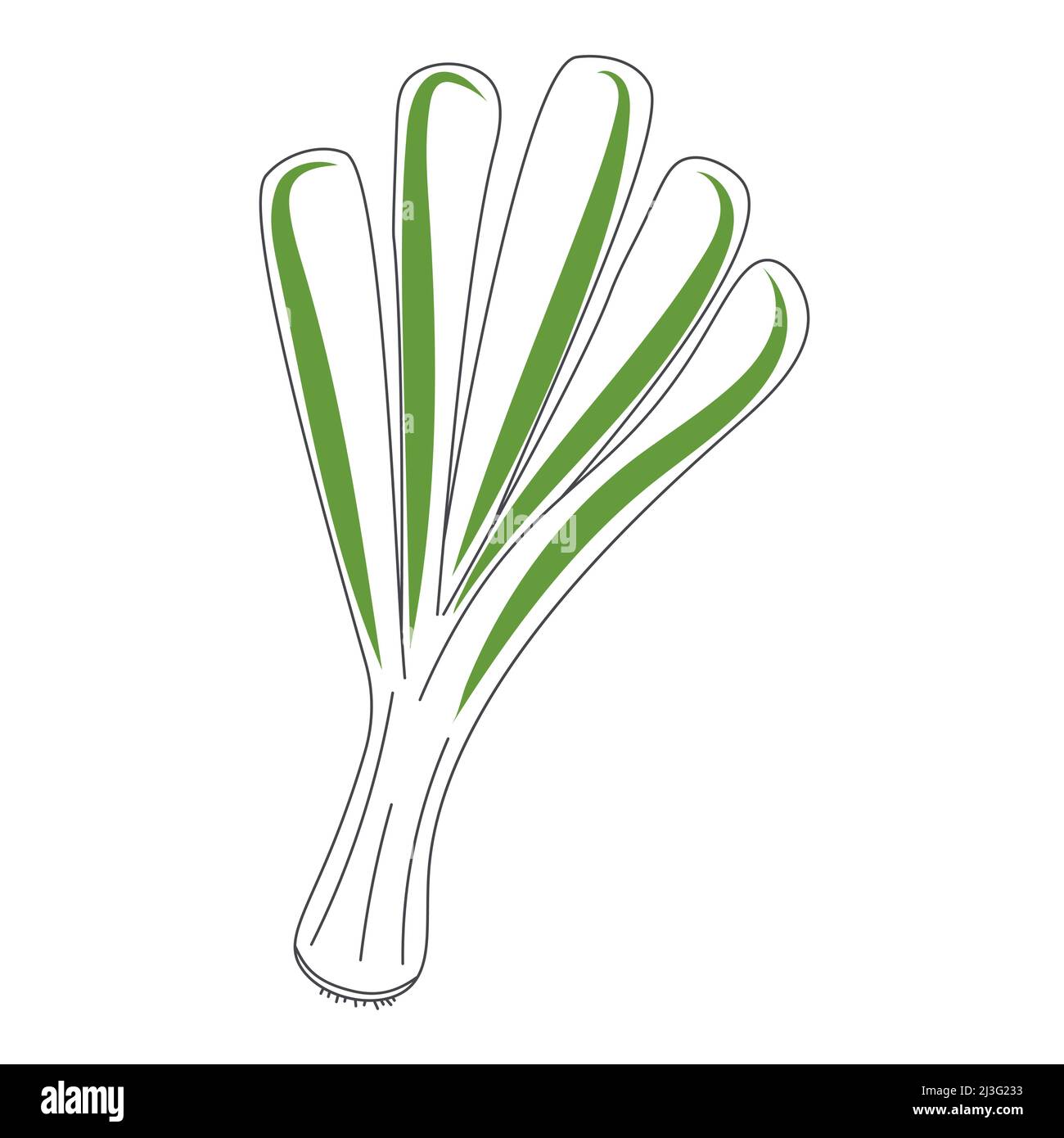 Outline, simple vector onion vegetable icon isolated on white background.  eps 10 Stock Vector Image \u0026 Art - Alamy, image size:1300x1390