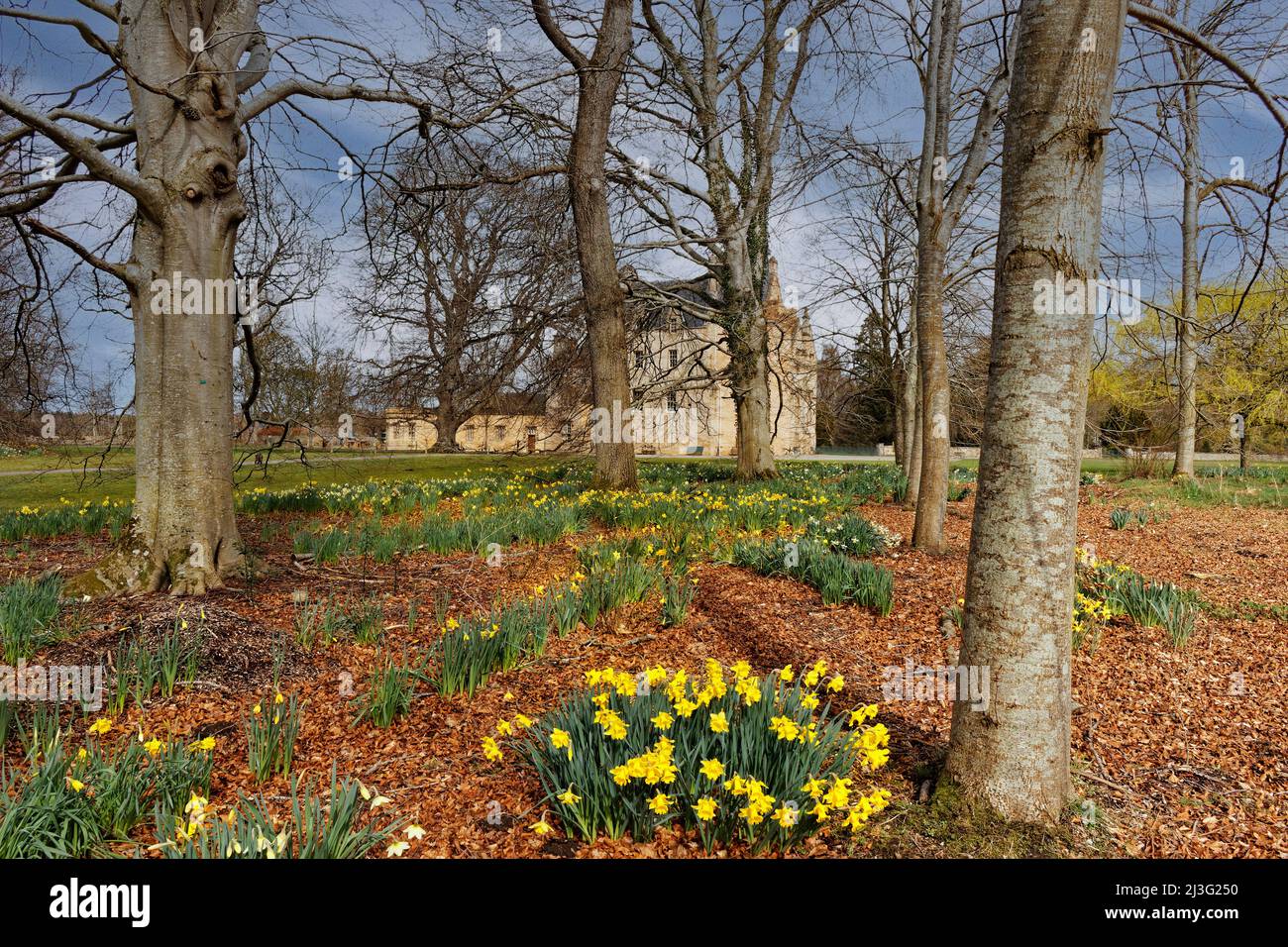 BRODIE CASTLE FORRES SCOTLAND SPRINGTIME WITH DAFFODILS GROWING UNDER