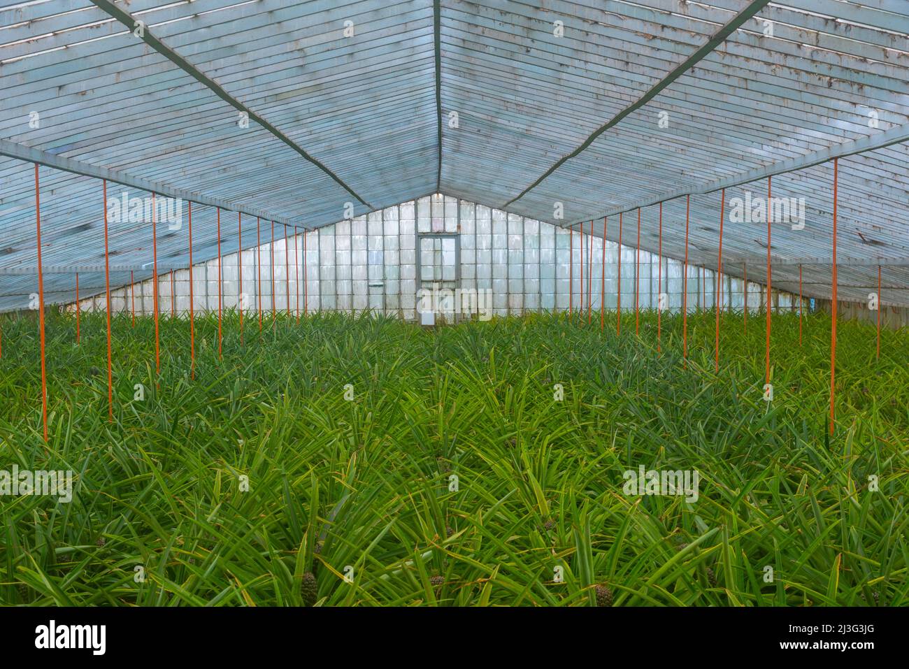 Pineapple greenhouses at Ponta Delgada at the Azores, Portugal Stock