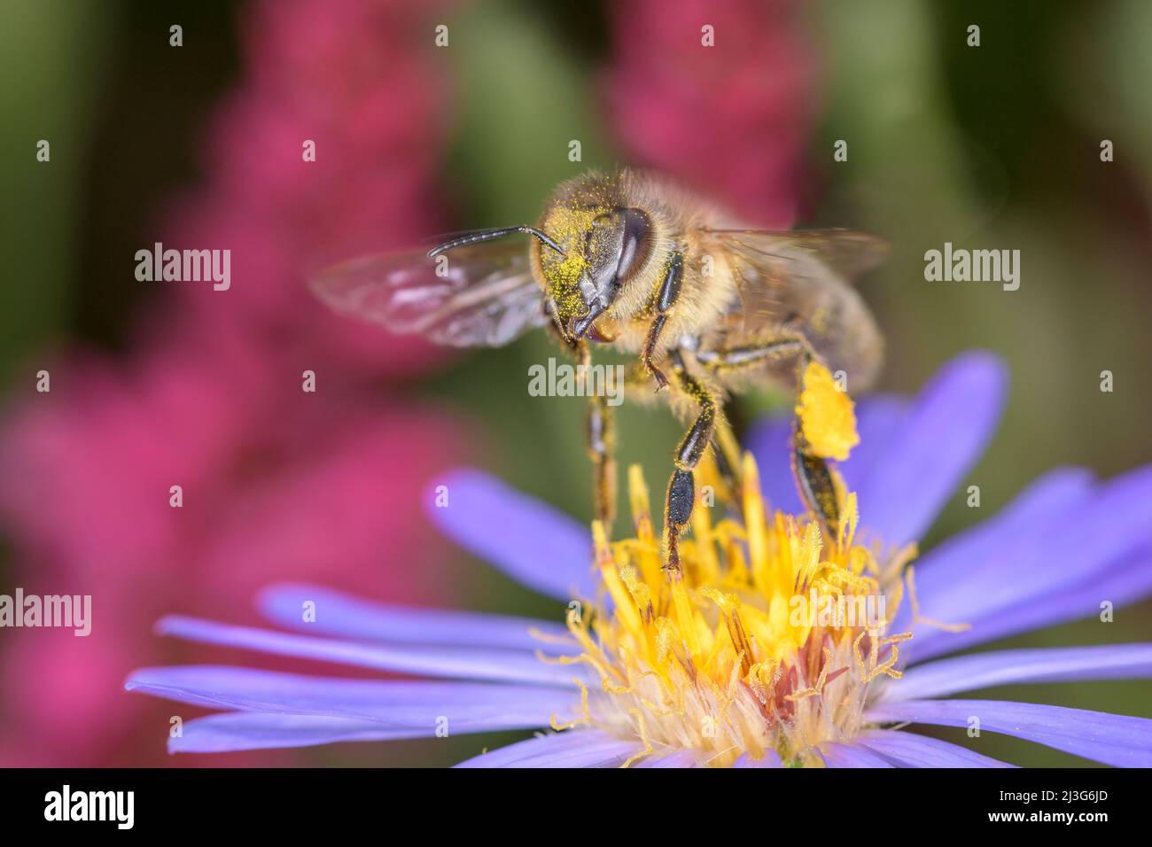 Bee - Apis Mellifera - Pollinates A Blossom Of Rice Button Aster Or - Bushy Aster - Symphyotrichum Dumosum Stock Photo
