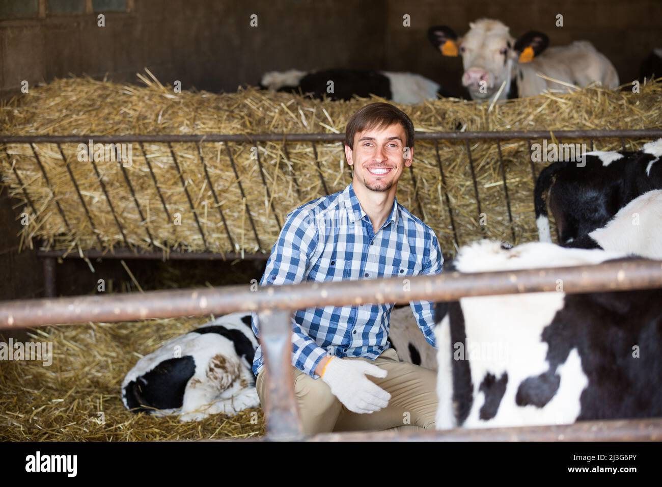 man happily stroking cows Stock Photo - Alamy