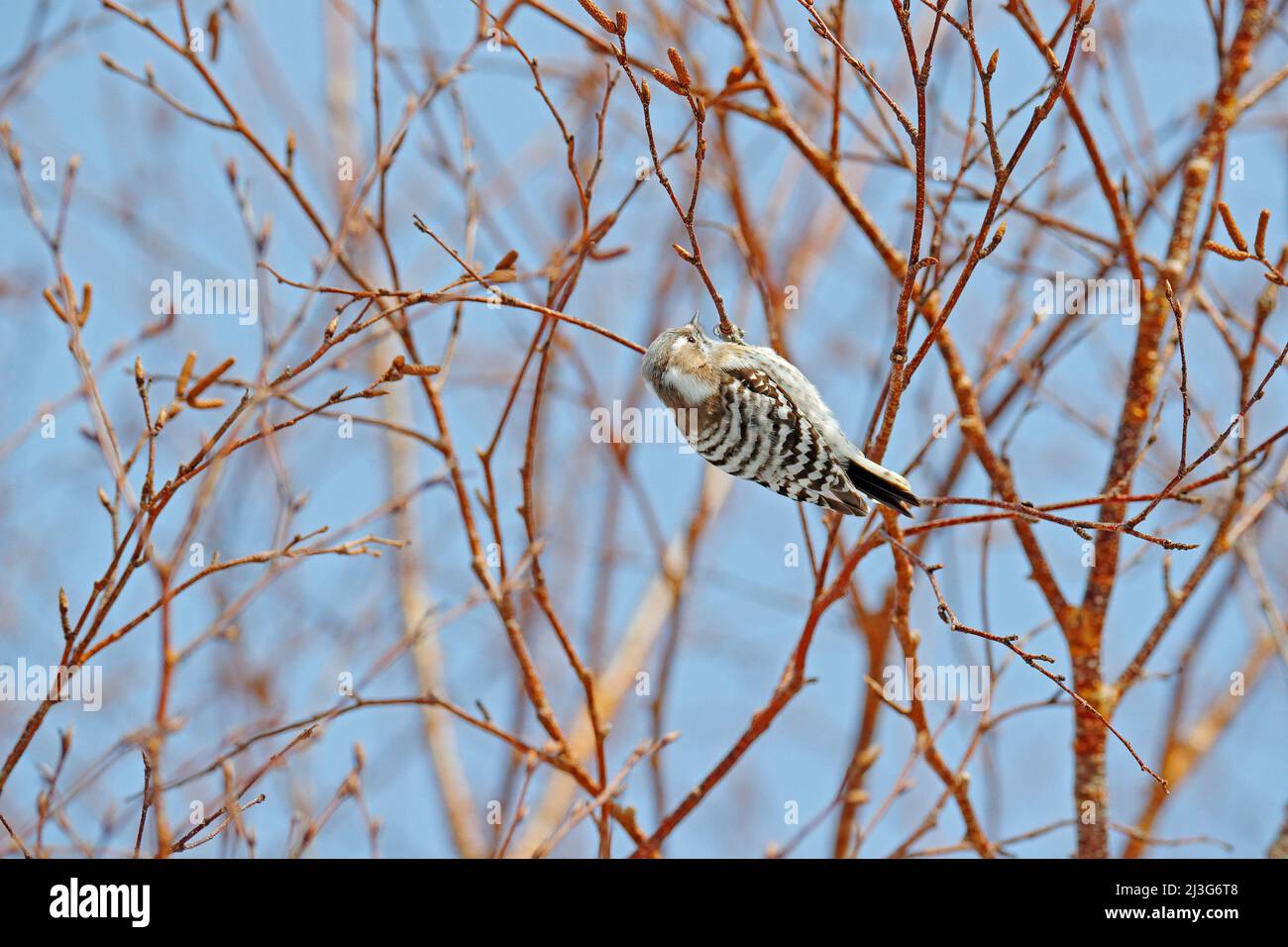 Japanese pygmy woodpecker, Dendrocopos kizuki, small woodpecker from Hokkaido, Japan. Little bird on the tree during winter, with blue sky. Cold seaso Stock Photo