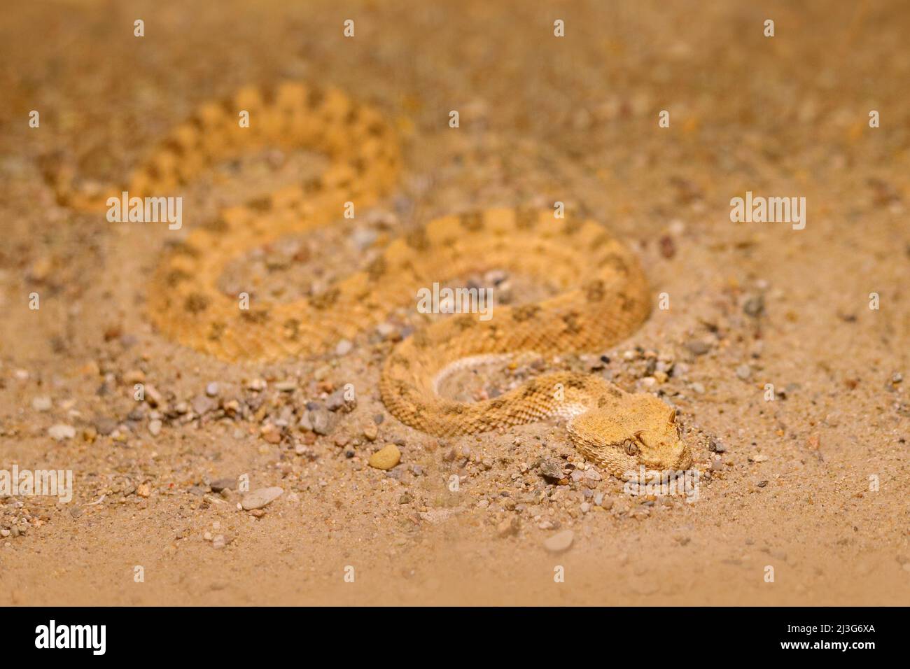 Saharan horned desert viper, Cerastes cerastes, sand, Northern Africa. Supraorbital 'horns' on the head. Dangerous animal hidden in the yellow sand, S Stock Photo
