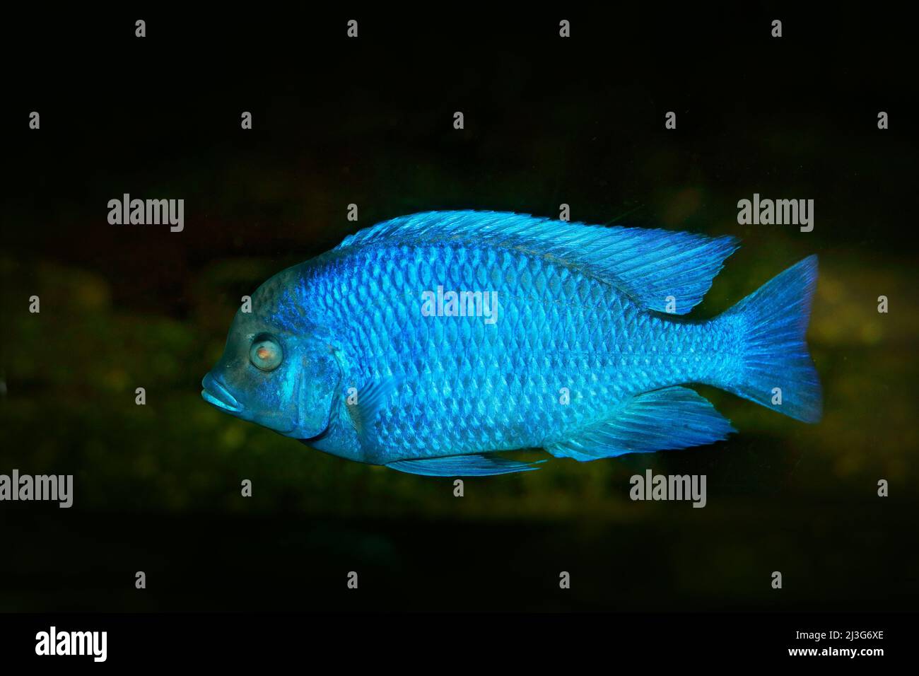 Copadichromis borleyi, cichlid fish endemic Lake Malawi in East Africa. Blue fish in the water. Fishkeeping hobby specie of fish. Dark water with anim Stock Photo