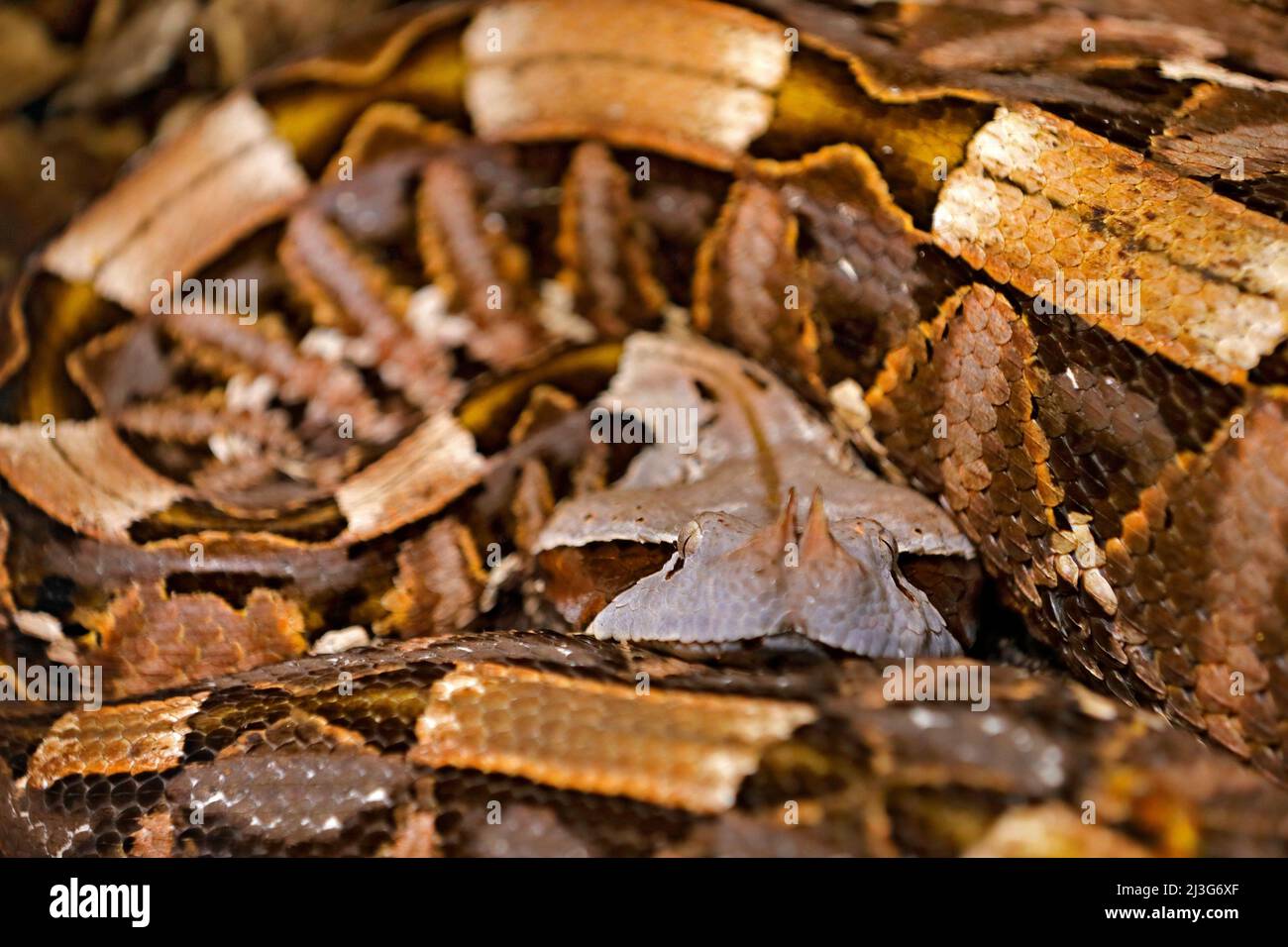 The Gaboon viper, Bitis gabonica, Congo, Africa. World's longest snakes, art view on nature. Python in nature habitat, India, Thailand. Snake from for Stock Photo