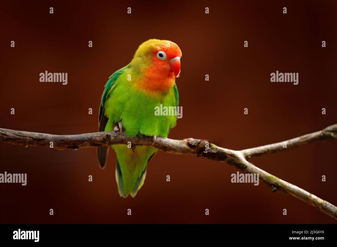 Nyasa Lovebird or Lilian's lovebird, Agapornis lilianae, green exotic bird sitting on the tree, Namibia, Africa. Beautiful parrot in the nature habita Stock Photo