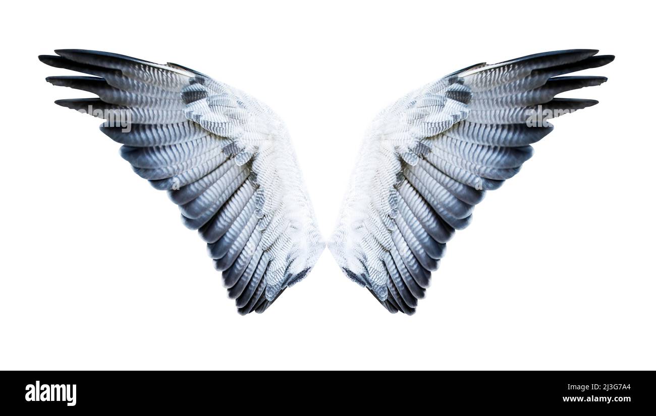 Pair of hawk wings isolated on white. Clipping path included. Stock Photo