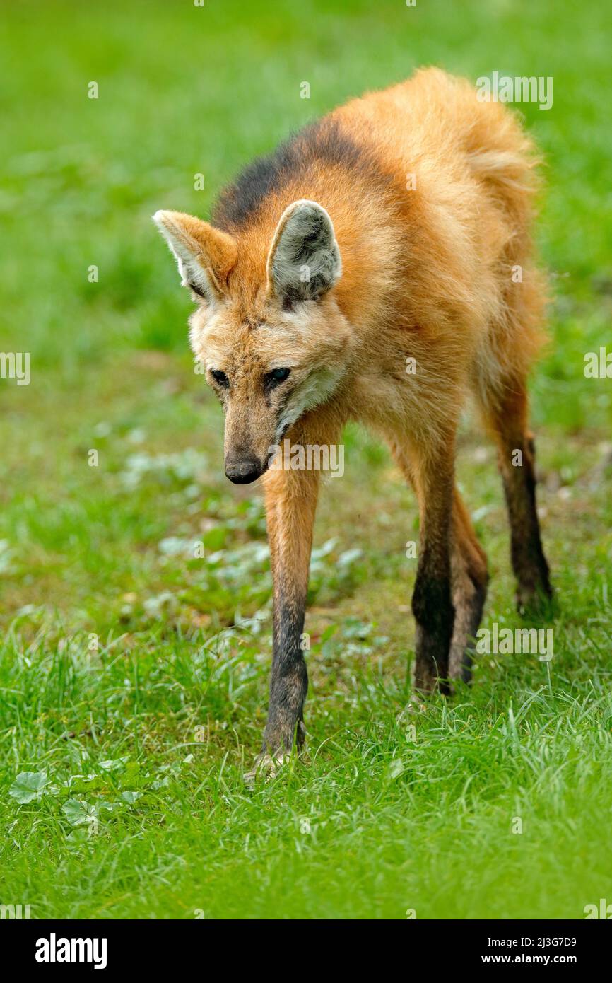 Maned wolf, Chrysocyon brachyurus, largest canid of South America. Wild dog in the nature habitat. Wolf in the green Grass, Argentona. Stock Photo