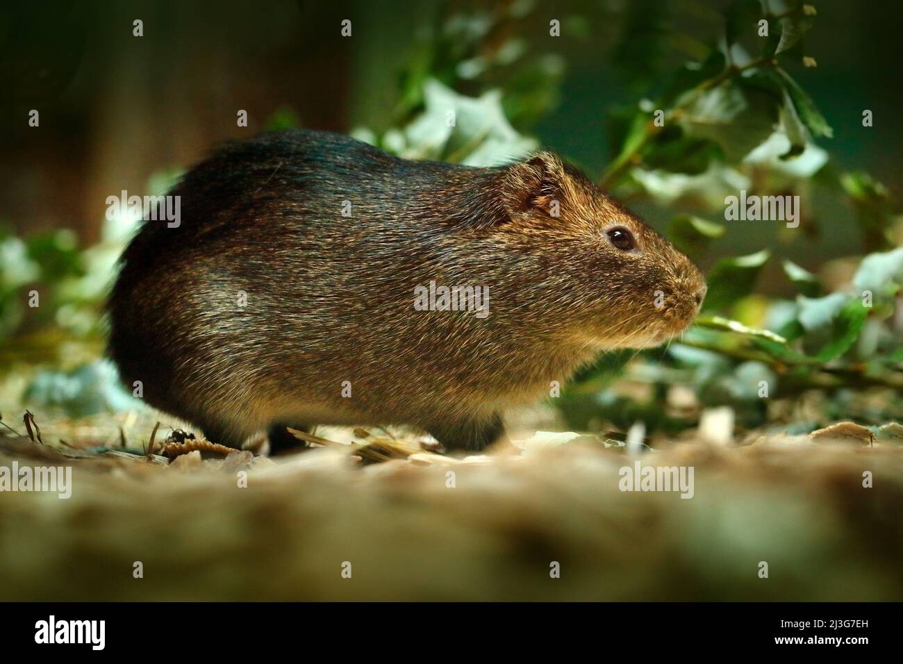 Greater Guinea Pig, Cavia magna, wild rare mouse in the nature habitat