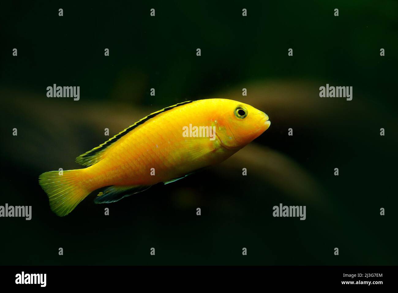 Exotic African Cichlids aulonacara  baenschi, nature green habitat. Yellow fish in river water. Water vegetation with Cichlid. Green water grass with Stock Photo