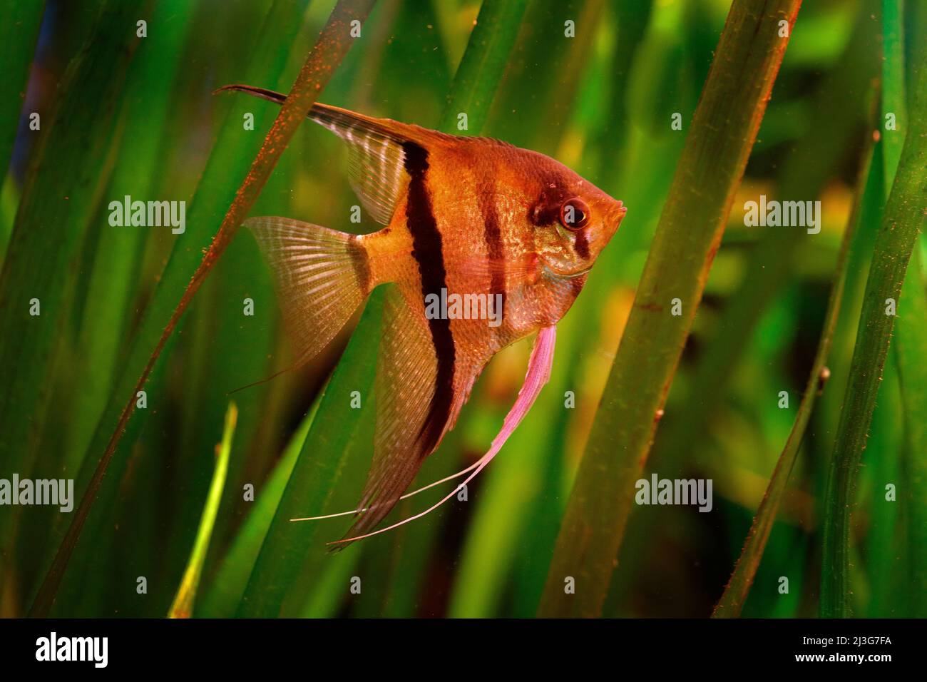 Green water grass with orange beautiful orange fish. Pterophyllum scalare Angelfish, nature green habitat. Orange and pink fish in river water. Water Stock Photo