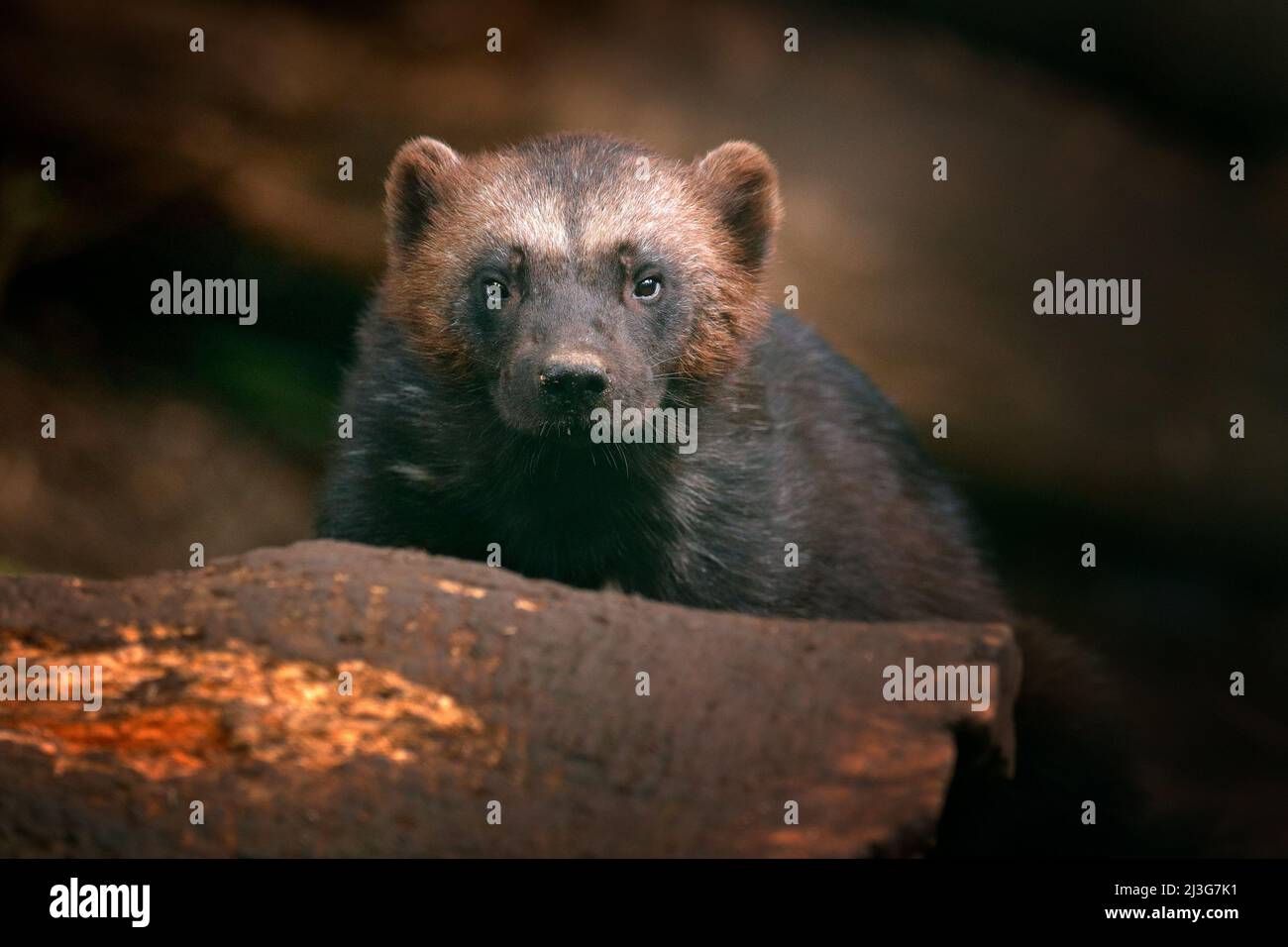 Detail portrait of wild wolverine. Face portrait of wolverine. Running tenacious Wolverine in Finland tajga. Danger animal in the forest. Raptor in th Stock Photo