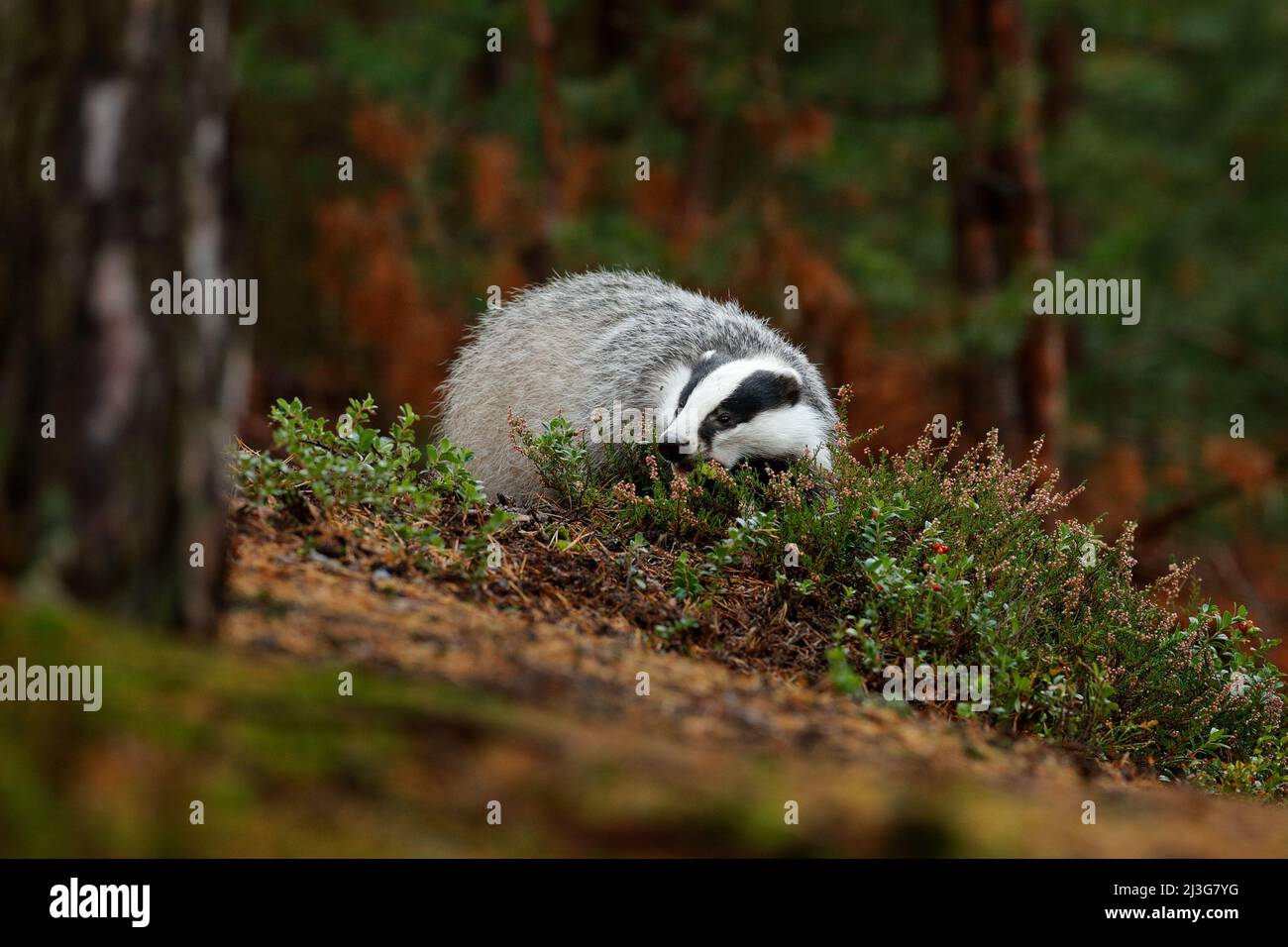 Badger in forest, animal nature habitat, Czech, Europe. Wildlife scene. Wild Badger, Meles meles, animal in wood. European badger, autumn pine green f Stock Photo