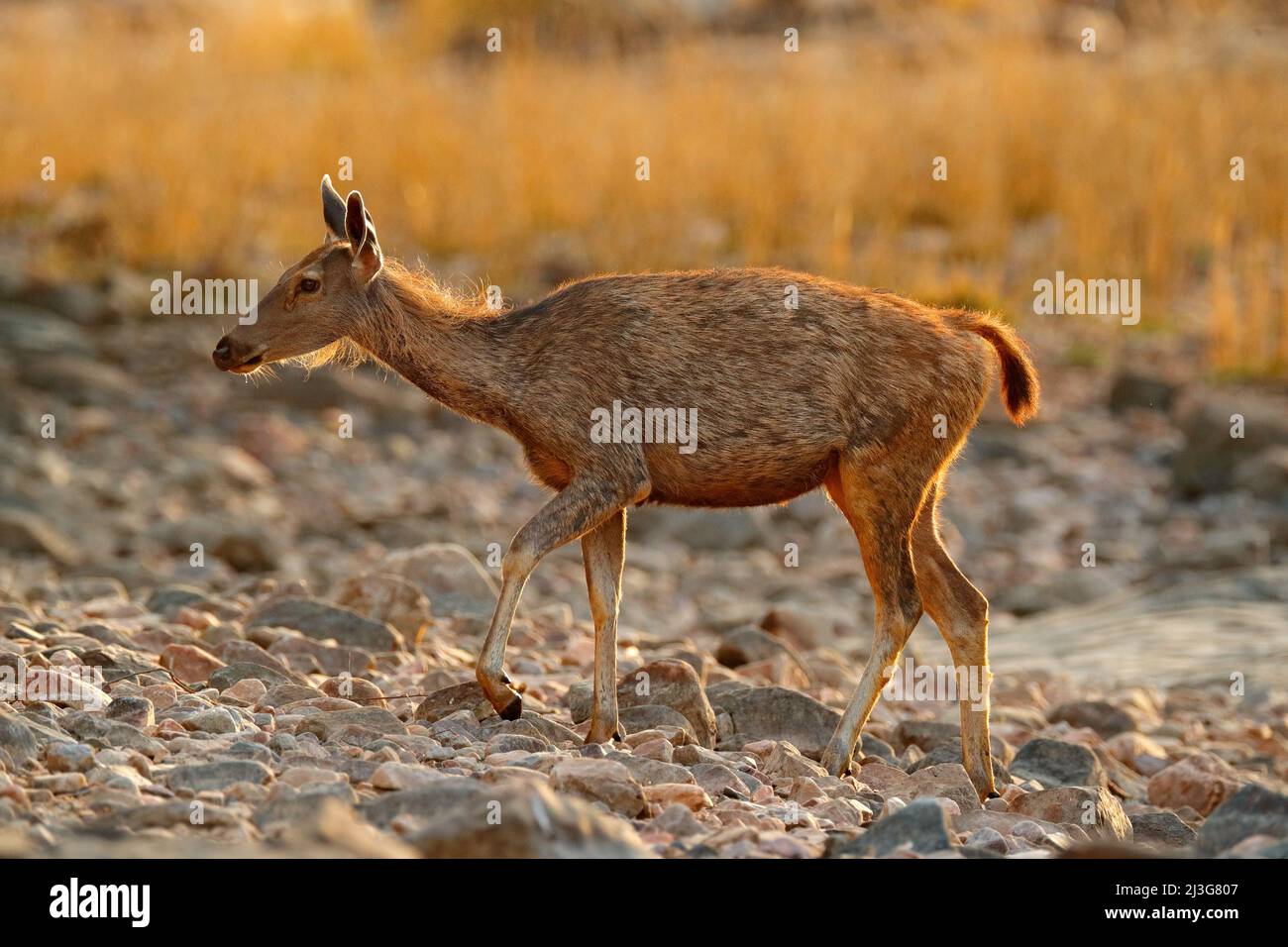 Sambar deer, Rusa unicolor, large animal, Indian subcontinent, China,  nature habitat. Bellow majestic powerful adult animal in stone rock water  pond Stock Photo - Alamy
