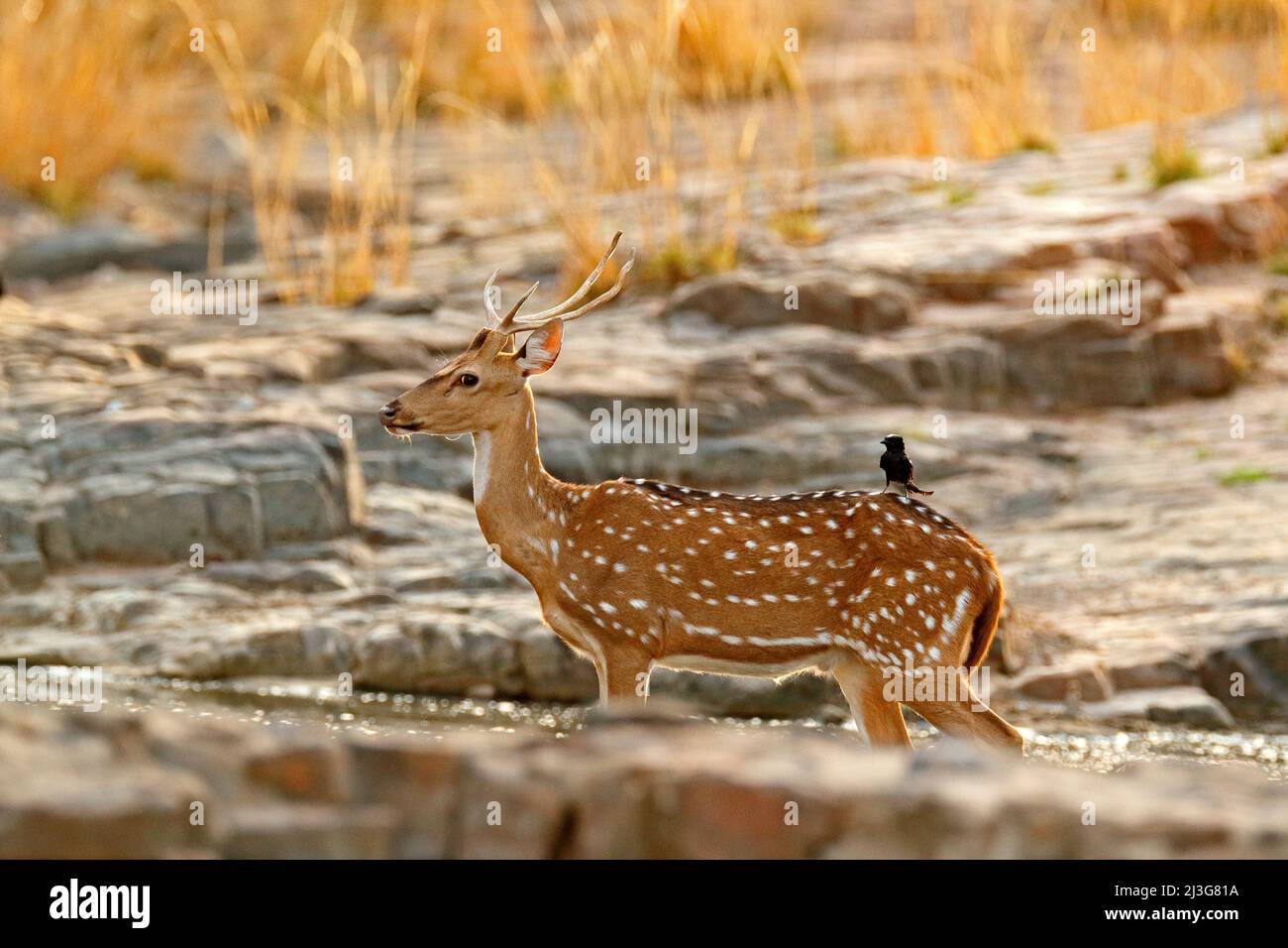 Axis axis, spotted deer or axis deer, nature habitat. Bellow majestic