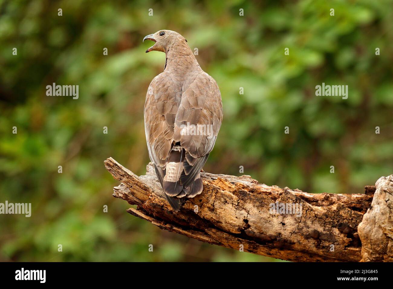 Oriental honey buzzard, Pernis ptilorhynchus, perched on branch in nice morning light against blurred forest in background.  Widlife scene from forest Stock Photo