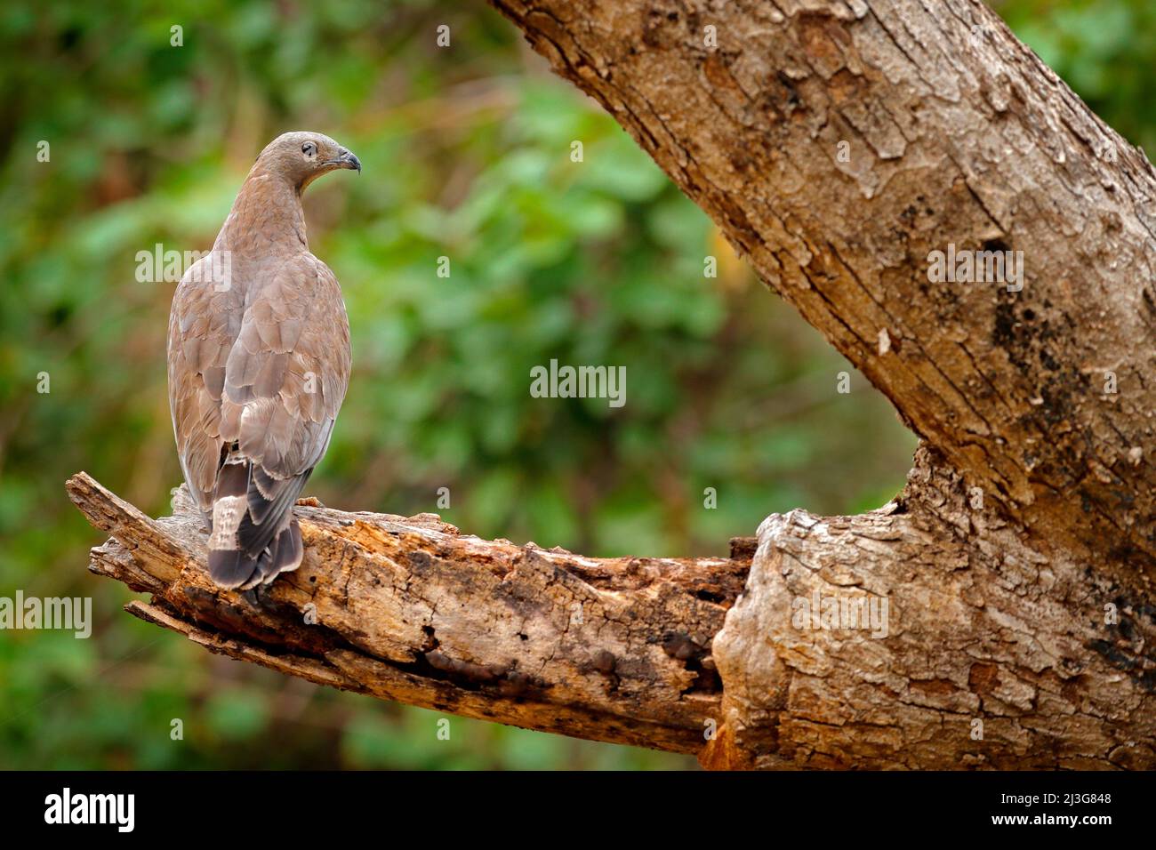 Oriental honey buzzard, Pernis ptilorhynchus, perched on branch in nice morning light against blurred forest in background. Wild eagle photography. Ea Stock Photo