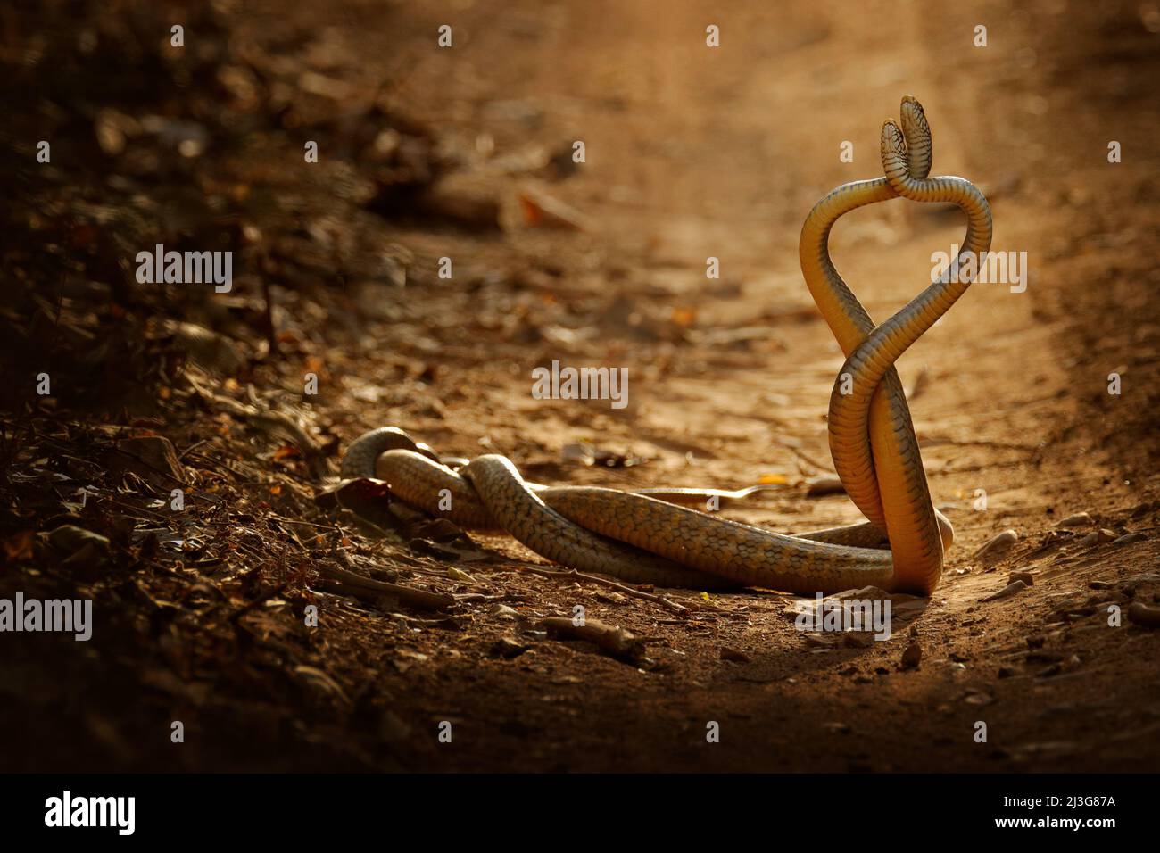 Snake fight. Indian rat snake, Ptyas mucosa. Two non-poisonous Indian snakes entwined in love dance on dusty road of Ranthambore national park, India. Stock Photo