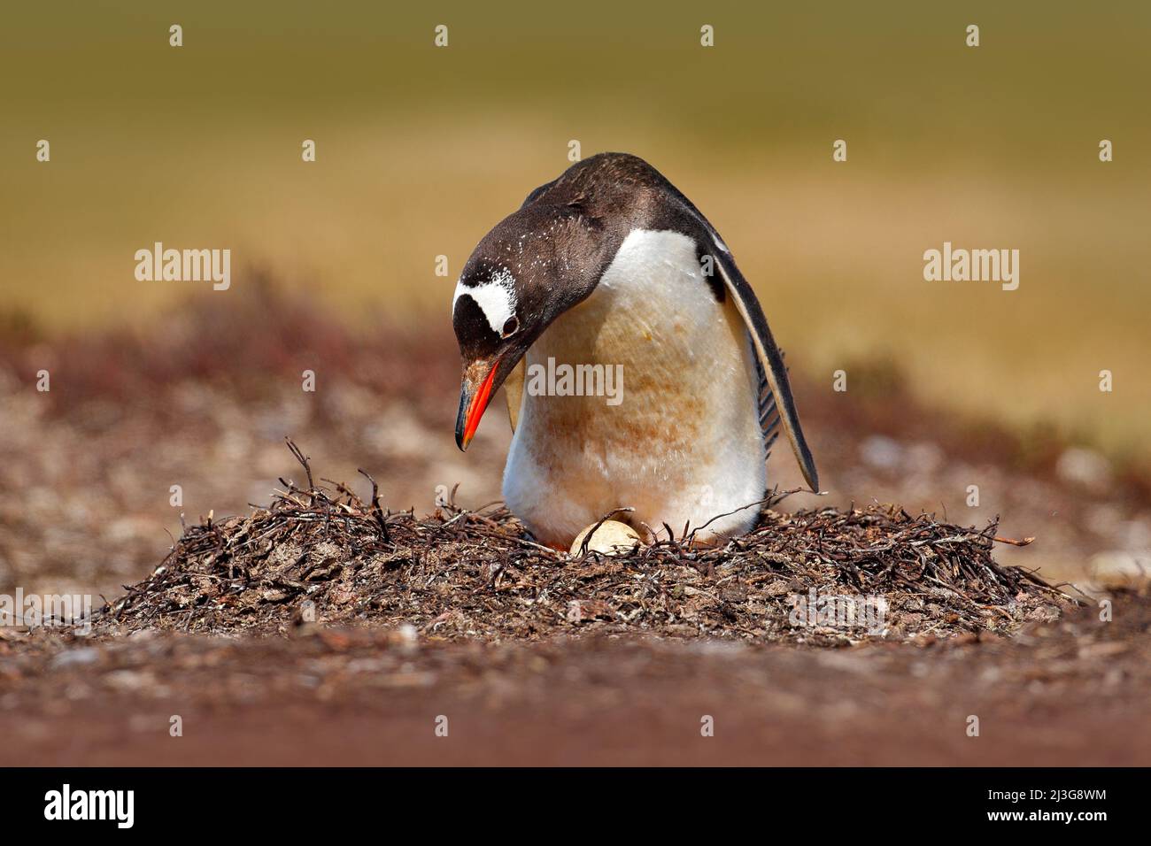 Nesting penguin on the meadow. Gentoo penguin in the nest wit two eggs, Falkland Islands. Animal behaviour, bird in the nest with egg. Wildlife scene Stock Photo
