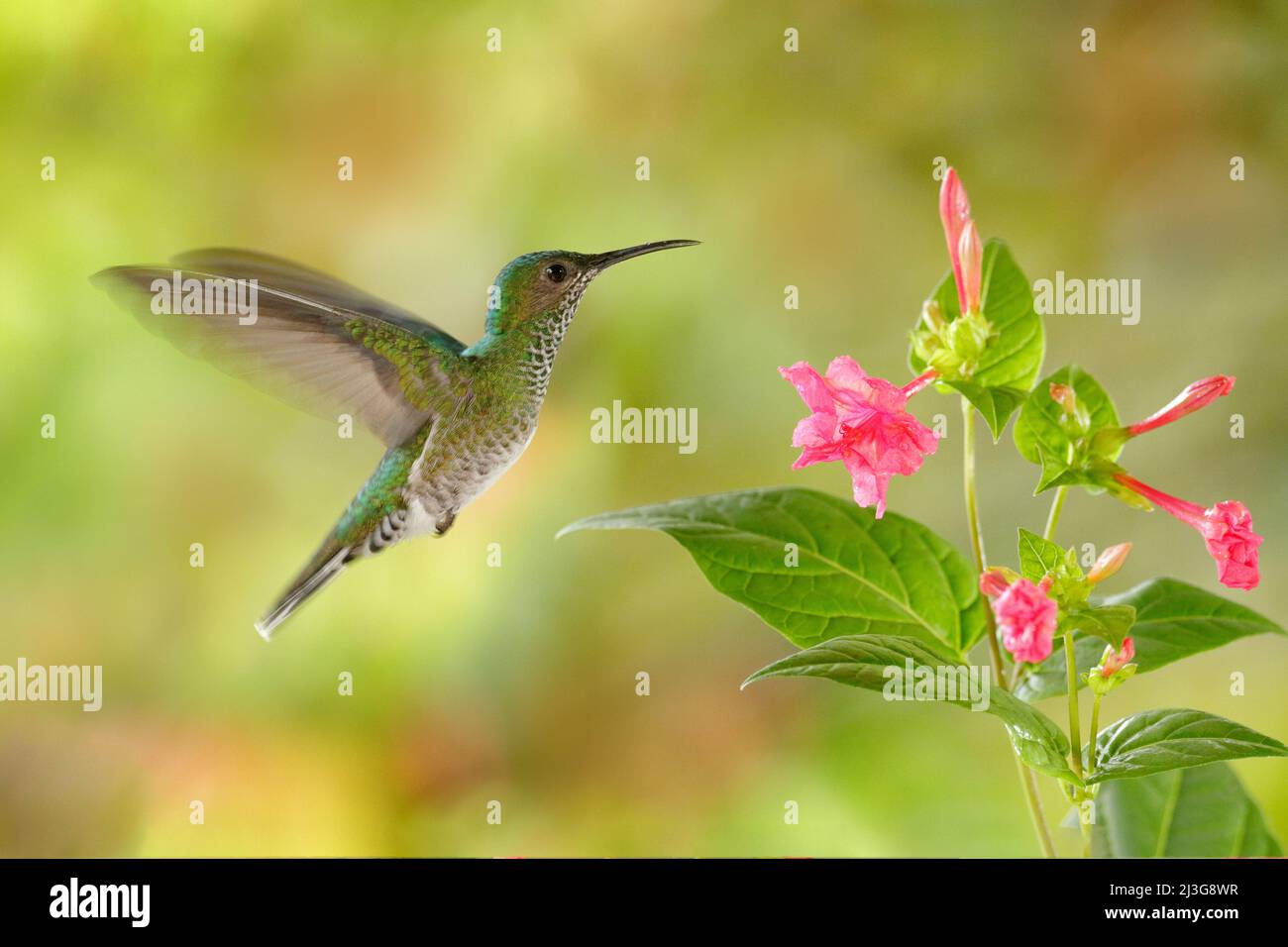 Birdwatching in South America. Flying hummingbird White-necked Jacobin (female) next pink red flower, Florisuga mellivora, from Rancho Naturalista, Co Stock Photo