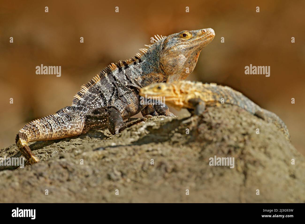 Lizard mating. Pair of reptiles, Black Iguana, Ctenosaura similis, male