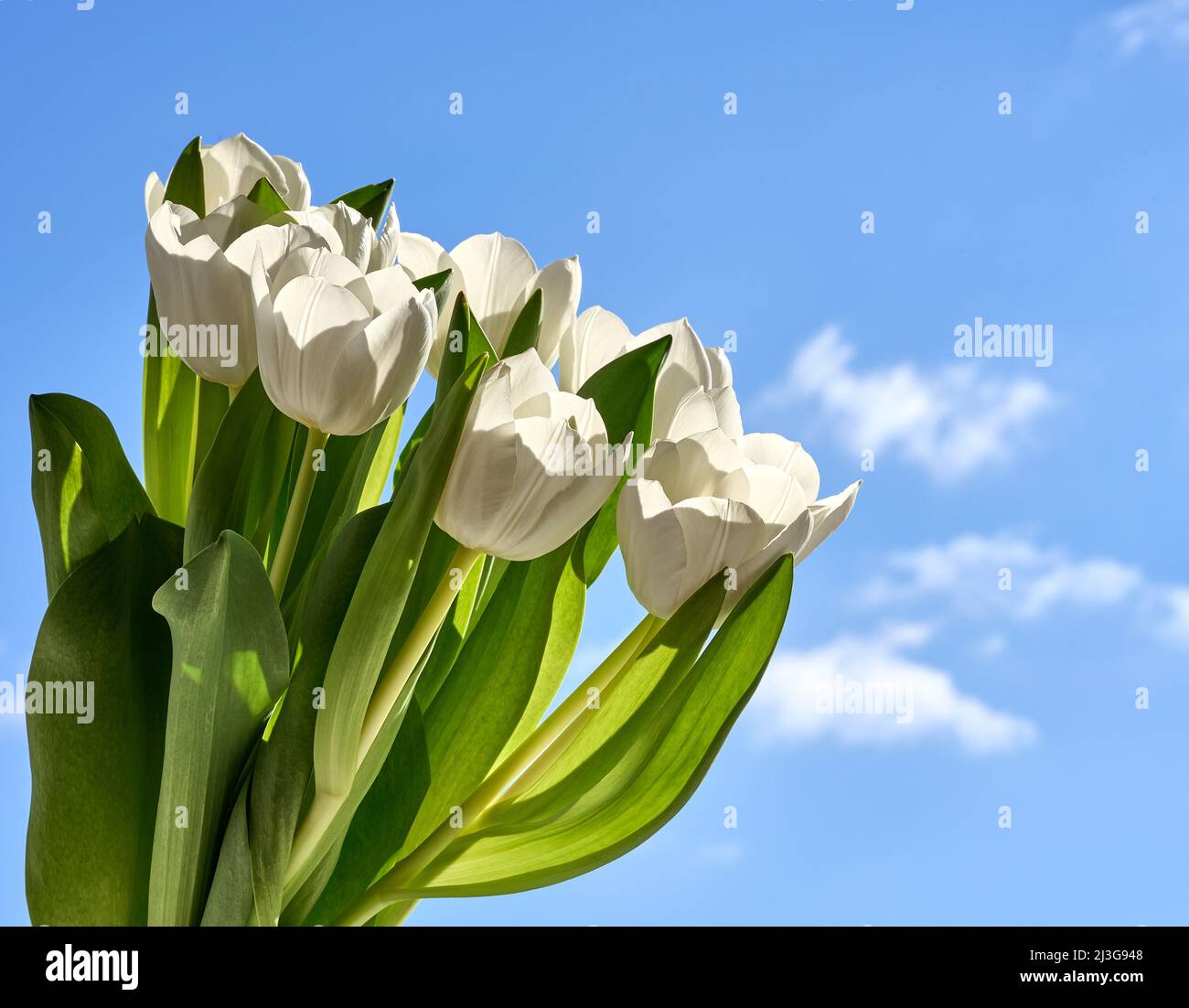 Fresh white tulips on the blue sky background close-up shot Stock Photo ...