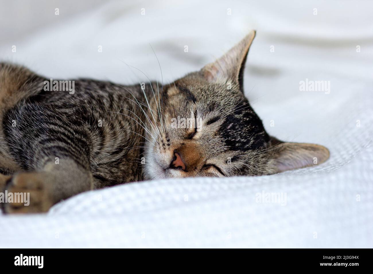Striped tricolor kitten sleeping on white surface Stock Photo