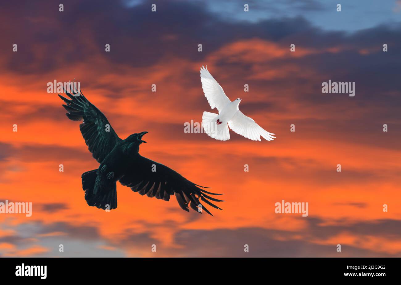 black raven chasing a white dove Stock Photo