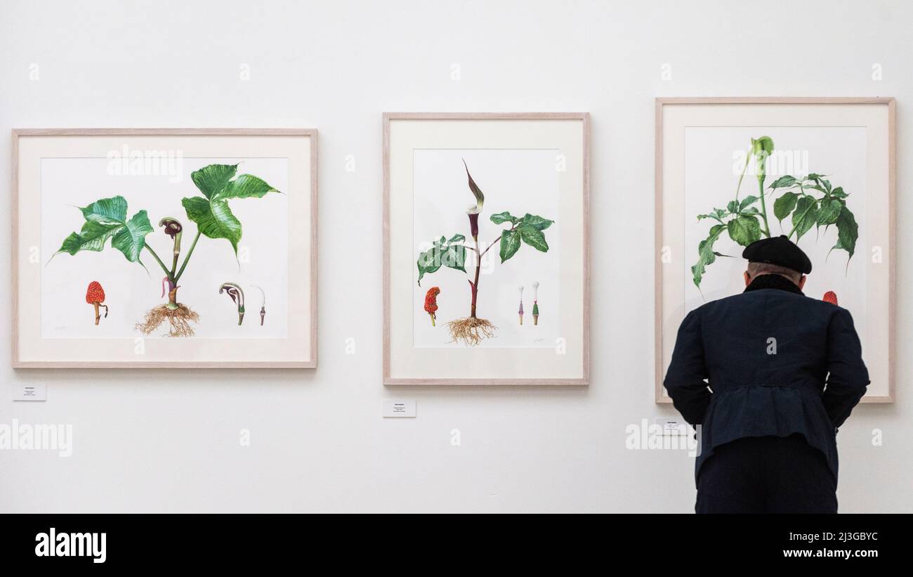 Rhs botanical art hires stock photography and images Alamy