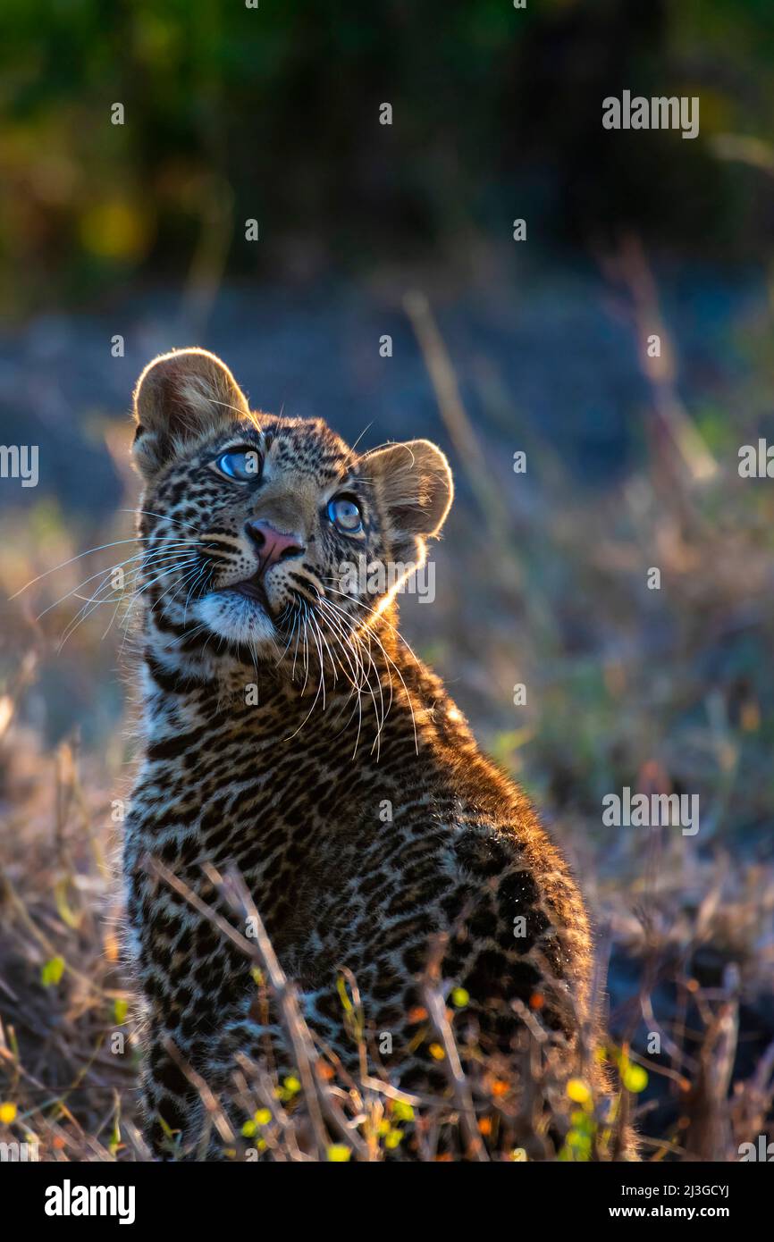 A cute leopard cub looks upwards with a curious expression Stock Photo
