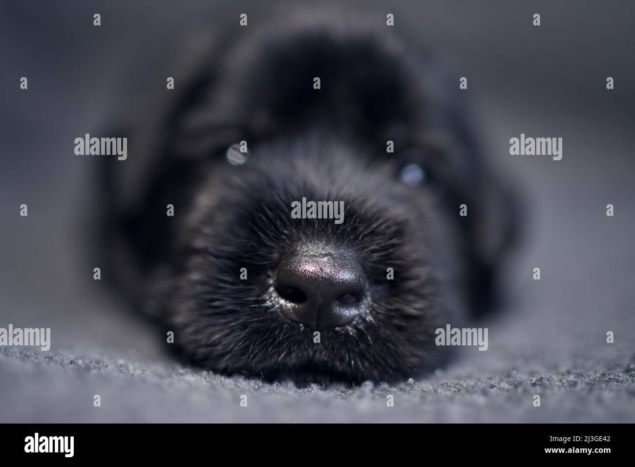 Close-up of puppy of Black Giant Schnauzer. Nose of cute dog lying on sofa. Stock Photo