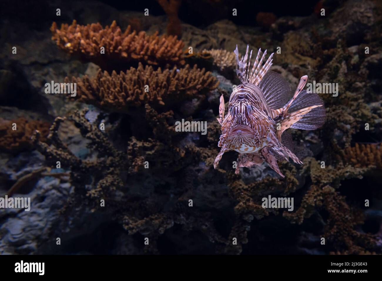 Lionfish, a venomous marine fish Stock Photo Alamy