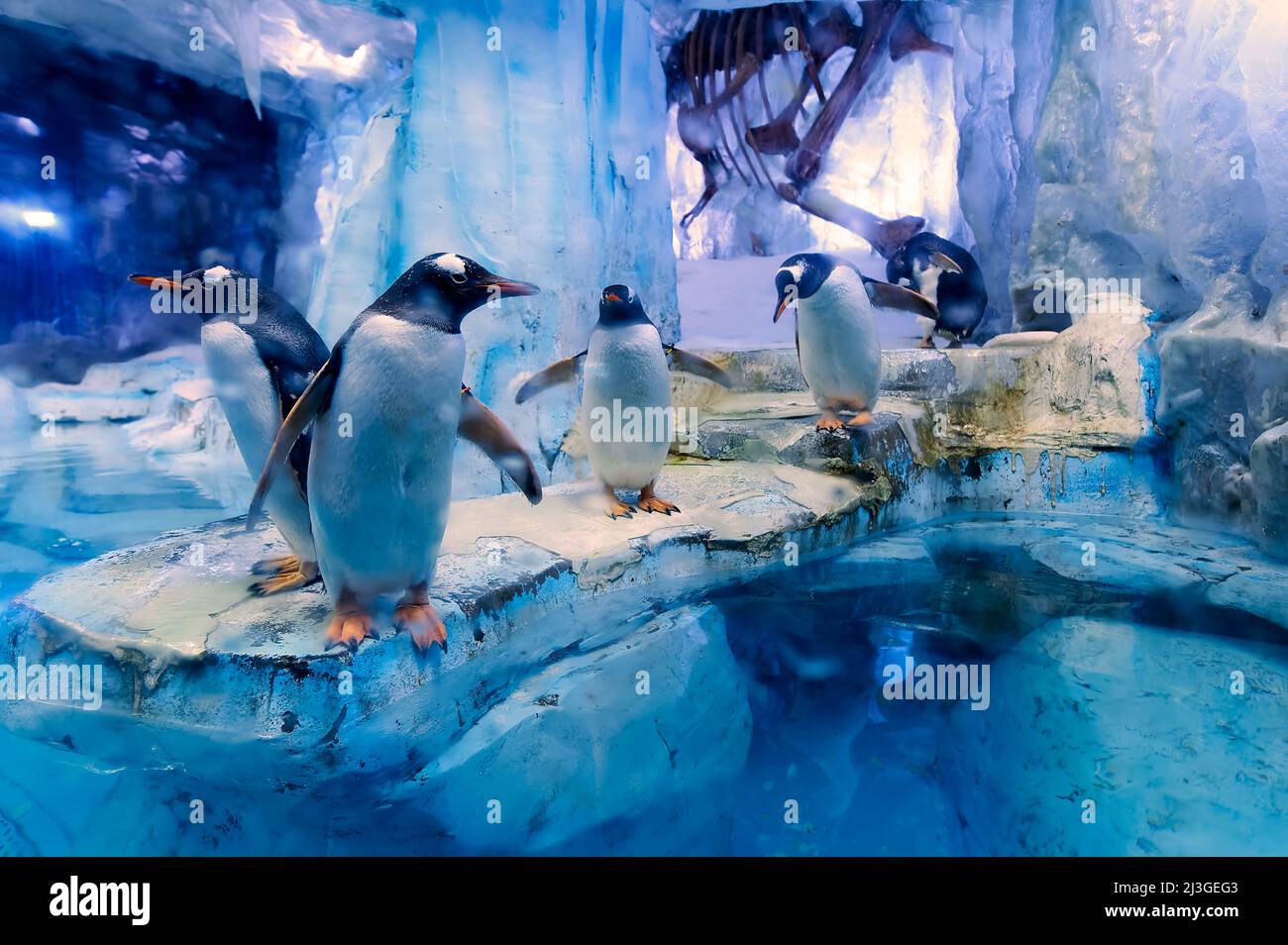 Dubai. UAE. Aquarium and underwater zoo. Penguins Stock Photo Alamy