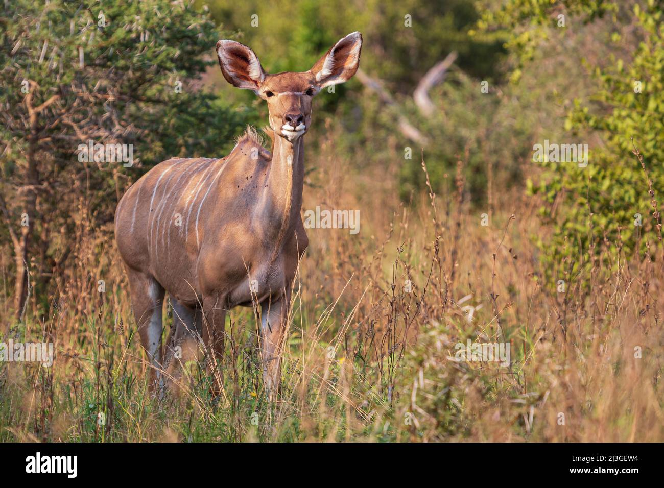 Female Kudu in dense bush, Kruger National Park, South Africa Stock Photo