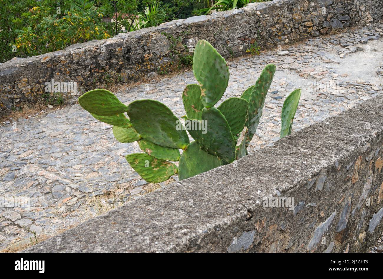 Indian fig  (Prickly pears cactus) growing on a stone pathway Stock Photo