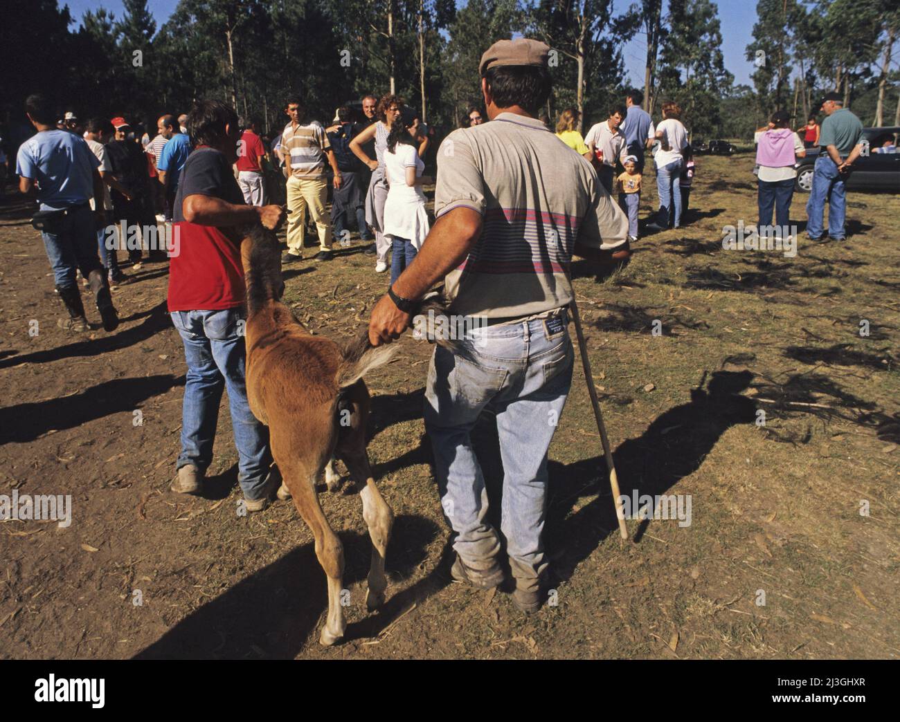 holding a young horse captured during the Rapa das bestas ( Shearing of the Beasts) in San Cibrao, Gondomar, Galicia, Spain Stock Photo