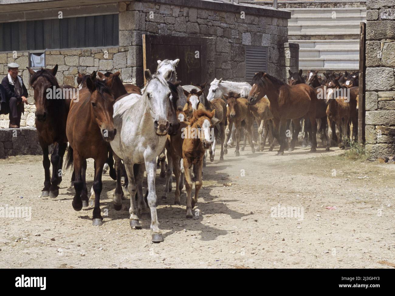 wild horses running out the enclosure called 'curro' after the Rapa das Bestas celebration in Sabucedo, A Estrada, Galicia, Spain Stock Photo