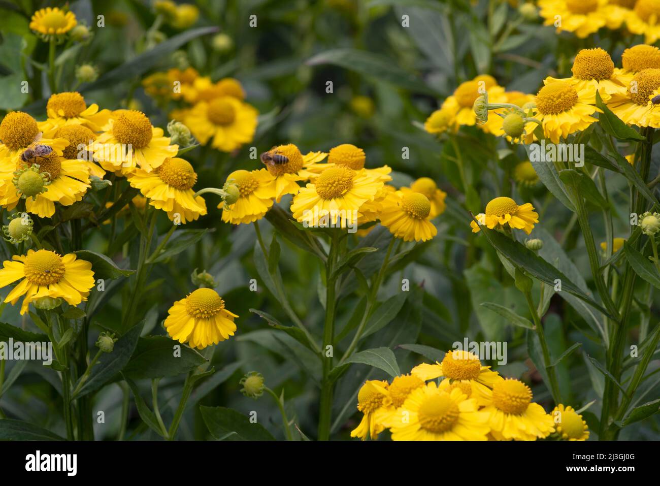 Helenium Kanaria Stock Photo