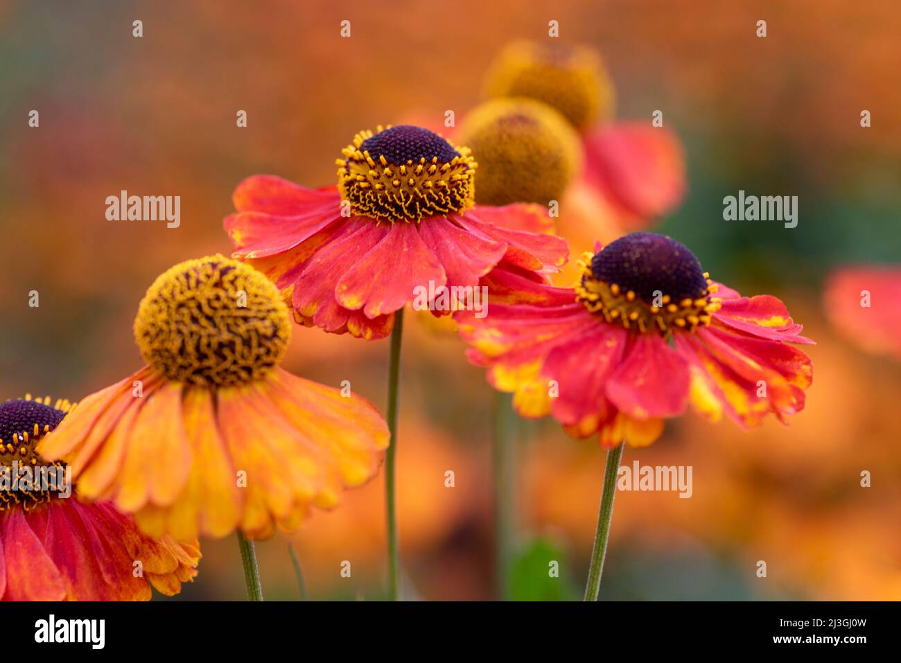 Helenium Sahins Early Flowerer Stock Photo