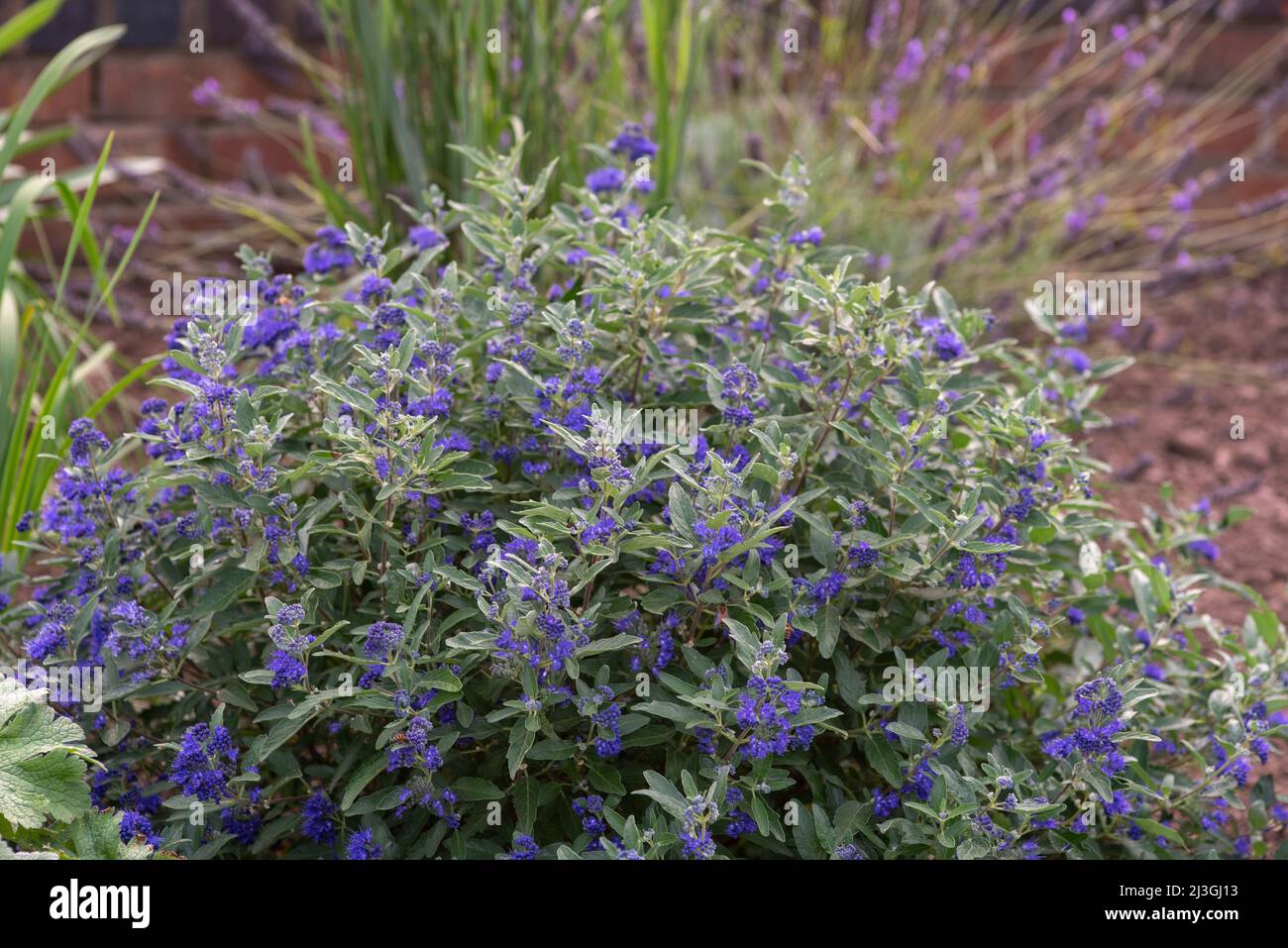 Caryopteris x clandonensis Longwood Blue Stock Photo